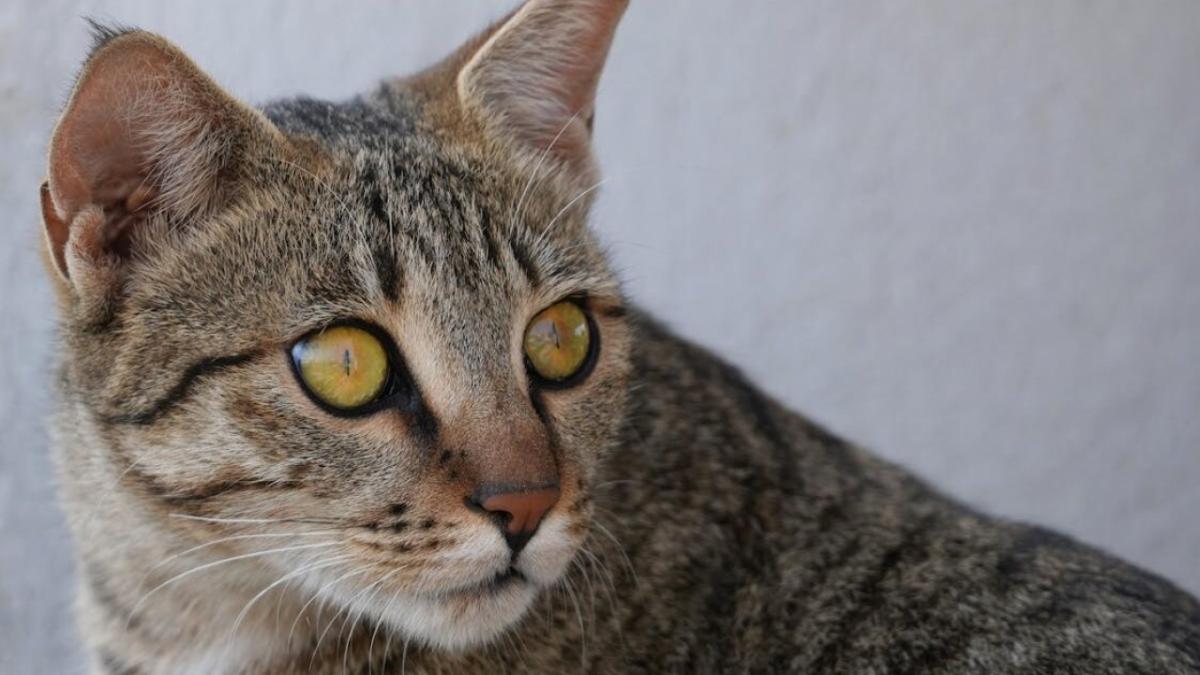 В Саратове ветеринары вынули из кота обрезки шланга