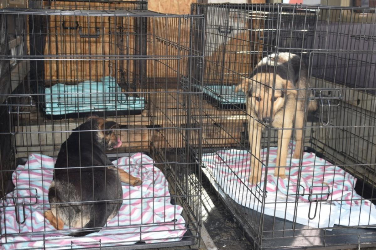 отлов собак в липецке. отлов собак в липецке. приют для собак. отлов собак в липецке. ип двуреченская липецк отлов собак.