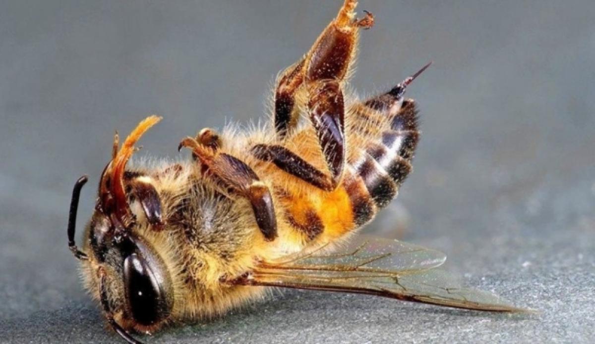 Китайские химикаты: эксперты объяснили массовую гибель пчел в Саратовской области