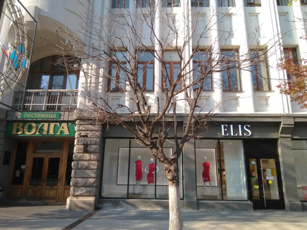 Деревья Саратова Фото